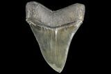 Serrated, Fossil Megalodon Tooth - Beautiful Enamel #134279-2